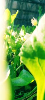 Green plants  - Free Stock Photo