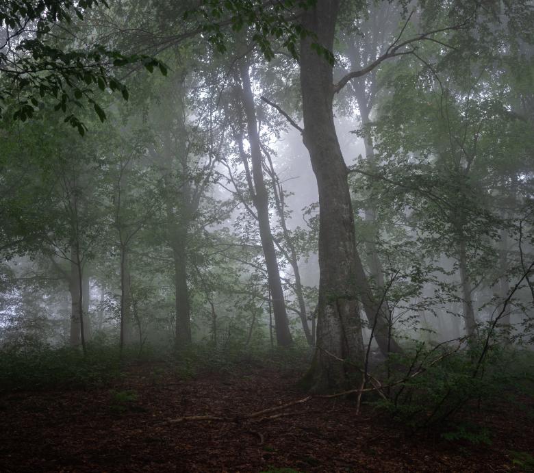 Free stock image of mist in the forest created by Andriy Nestruiev