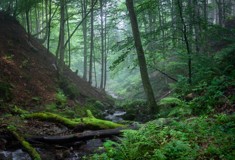 Free stock image of mist in the forest created by Andriy Nestruiev