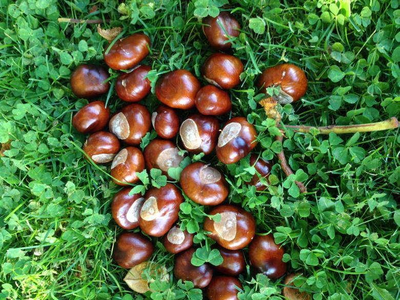 Free stock image of Chestnuts in the grass created by Anna L.