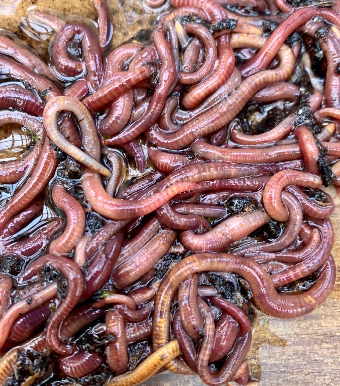 Free stock image of Redworms created by Anna L.