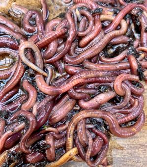 Redworms - Free Stock Photo