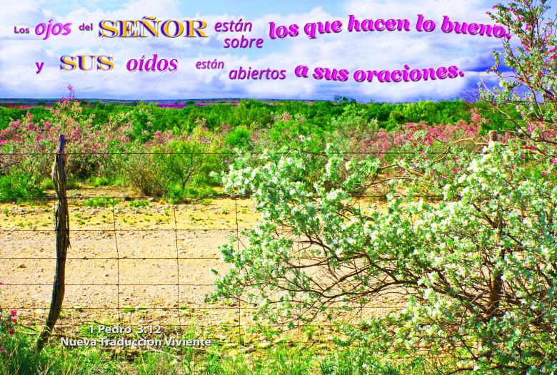 Free stock image of Los Ojos del Senor created by DFNatureAwed