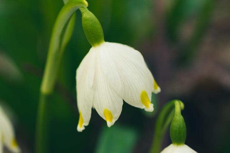 Free stock image of Spring flower created by Alen