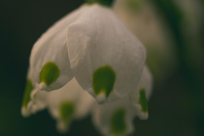 Free stock image of Spring flower created by Alen