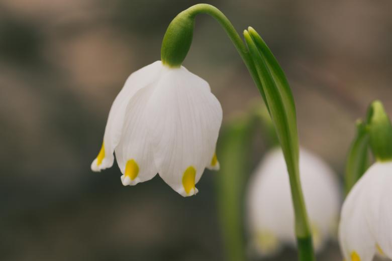 Free stock image of Spring flower created by Alen