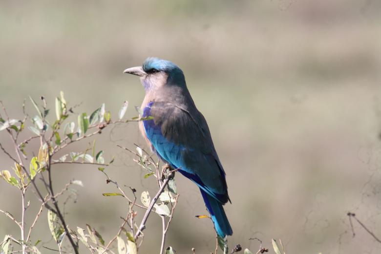 Free stock image of Indian roller created by sylvester alphonso