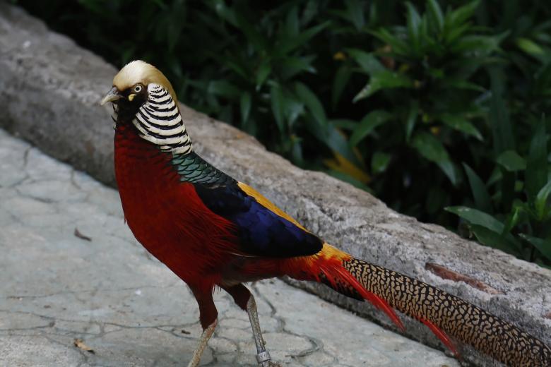 Free stock image of Golden  Pheasant created by sylvester alphonso