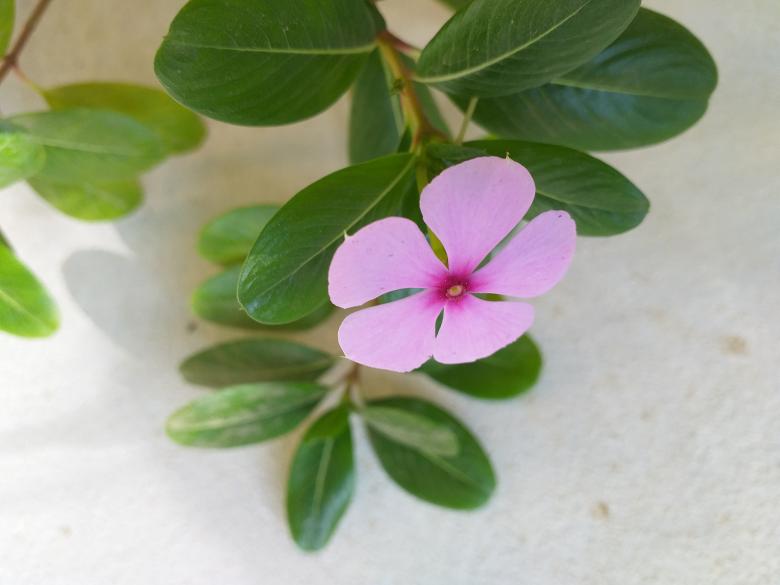 Free stock image of Flower  created by Md Akas Mia
