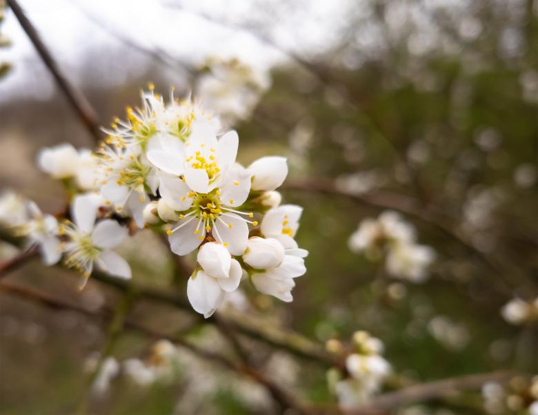 Free stock image of Spring flowers created by Alen