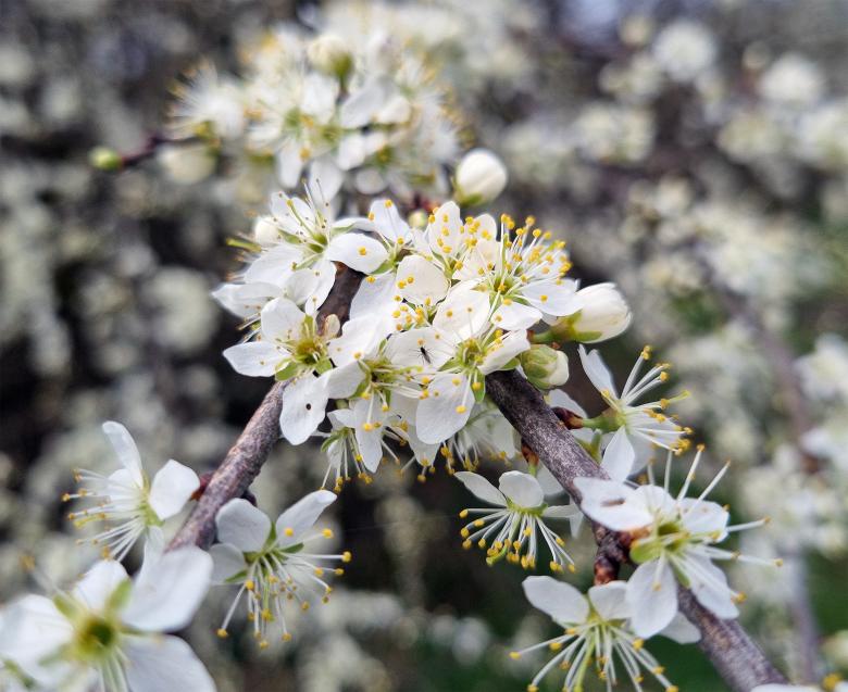 Free stock image of Spring flowers created by Alen