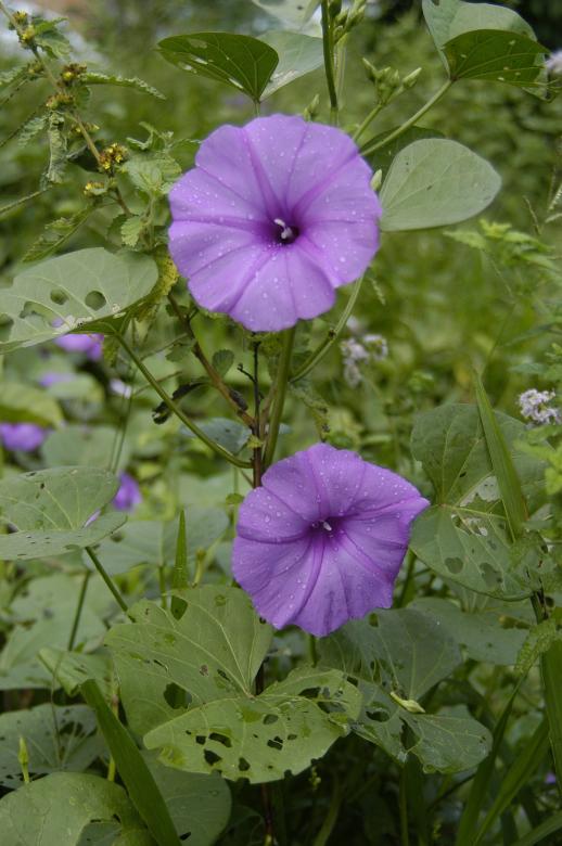 Free stock image of Purple flowers created by Paulo Pedro P R Costa