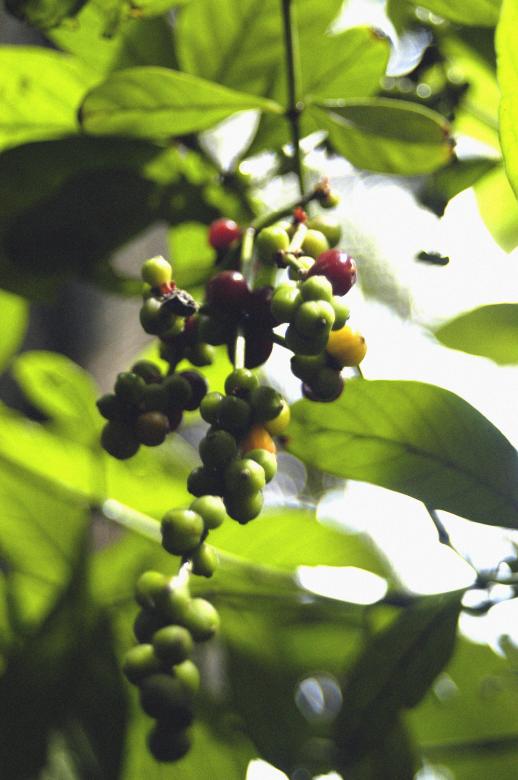Free stock image of Psychotria viridis created by Paulo Pedro P R Costa