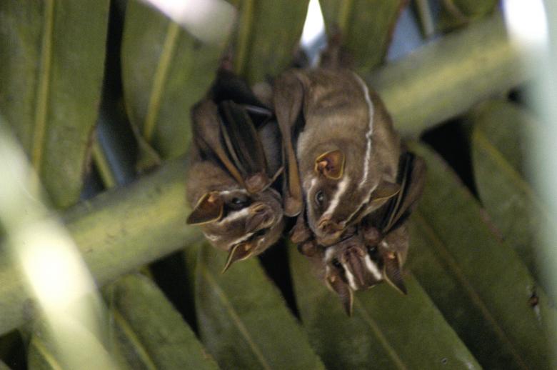 Free stock image of Chiroptera created by Paulo Pedro P R Costa