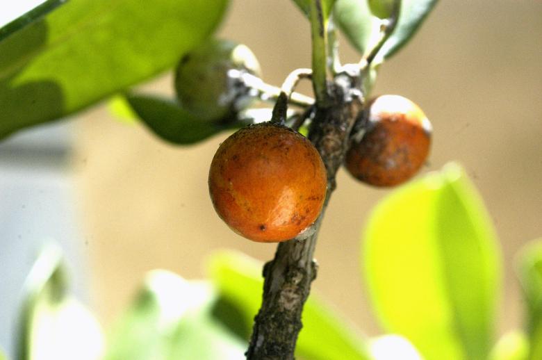 Free stock image of Massaranduba  created by Paulo Pedro P R Costa