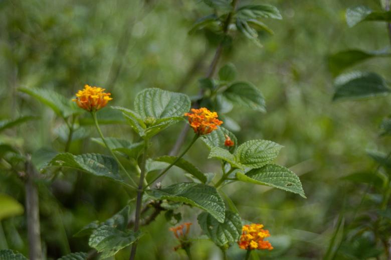 Free stock image of Lantana Camará L. created by Paulo Pedro P R Costa