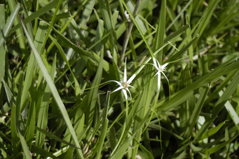 Free stock image of Capim-estrela created by Paulo Pedro P R Costa
