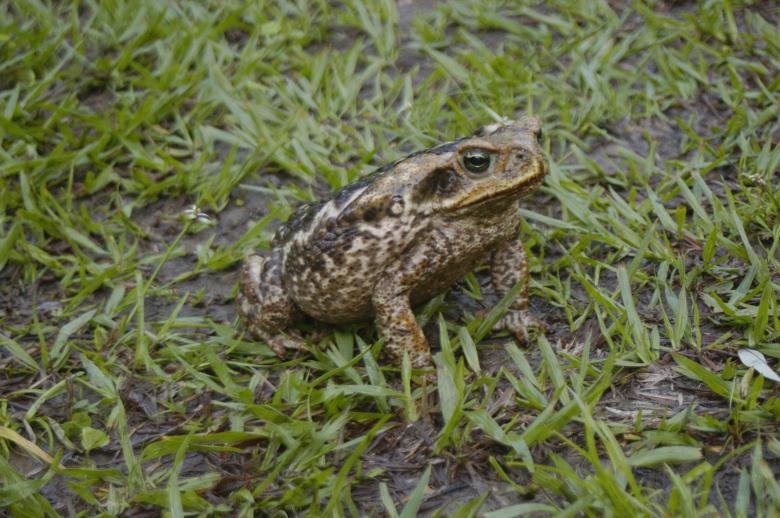 Free stock image of Sapo cururu  created by Paulo Pedro P R Costa