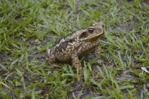 Sapo cururu  - Free Stock Photo