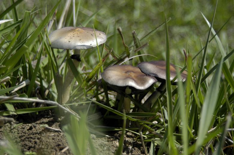 Free stock image of Fungi created by Paulo Pedro P R Costa