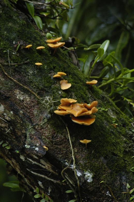 Free stock image of Orelha de pau (var) created by Paulo Pedro P R Costa