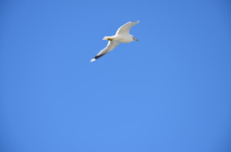 Free stock image of A seagull is flying in the sky created by Erik Schellingerhout