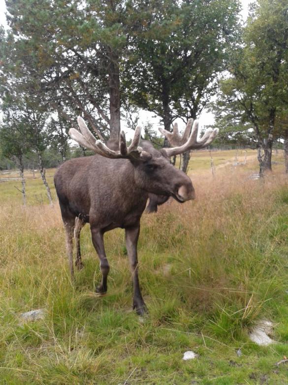 Free stock image of A moose is walking through the forest created by Erik Schellingerhout