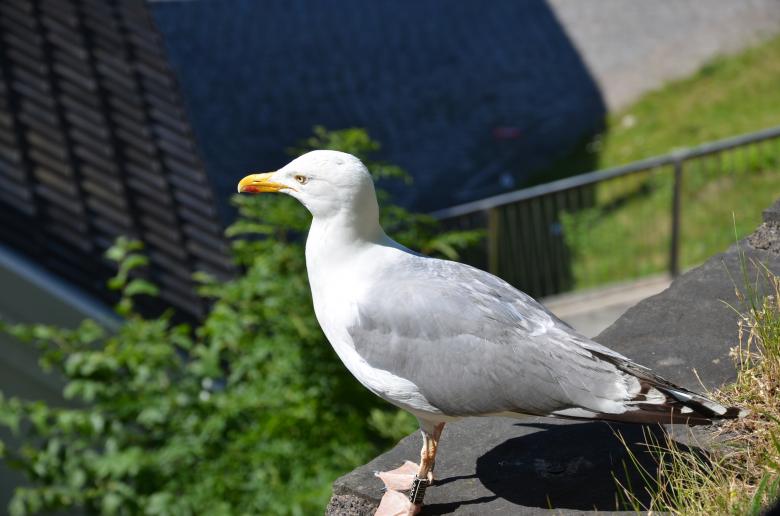 Free stock image of A seagull is looking around created by Erik Schellingerhout