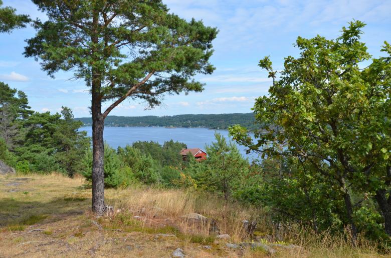 Free stock image of The Tonsbergfjord at  a few trees created by Erik Schellingerhout