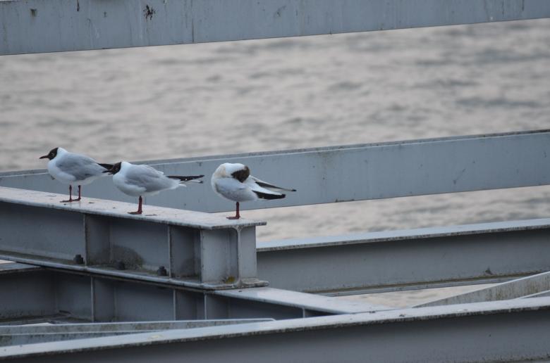 Free stock image of A few seagulls are looking around created by Erik Schellingerhout