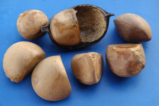 Andiroba (Carapa guianensis)  - Free Stock Photo
