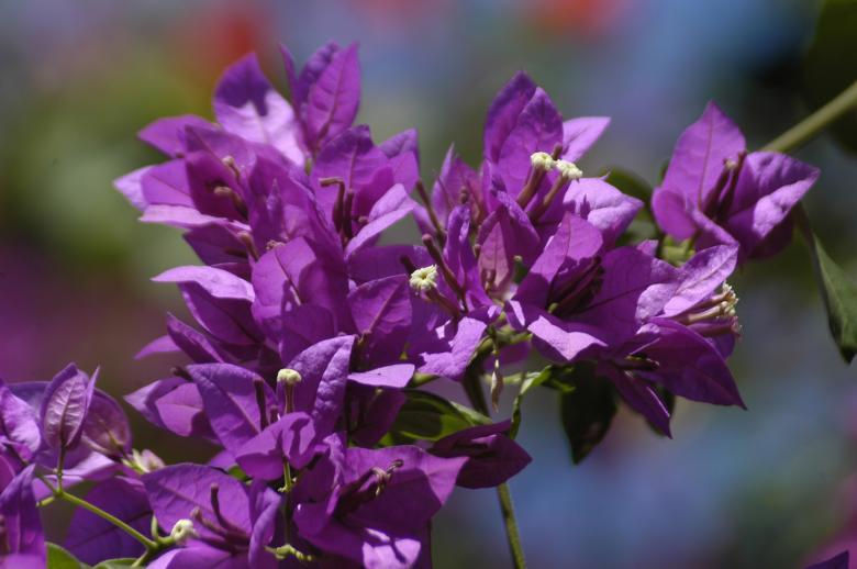 Free stock image of Bougainvillea created by Paulo Pedro P R Costa