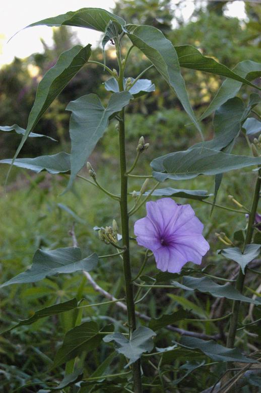 Free stock image of Ipomea arborea  created by Paulo Pedro P R Costa