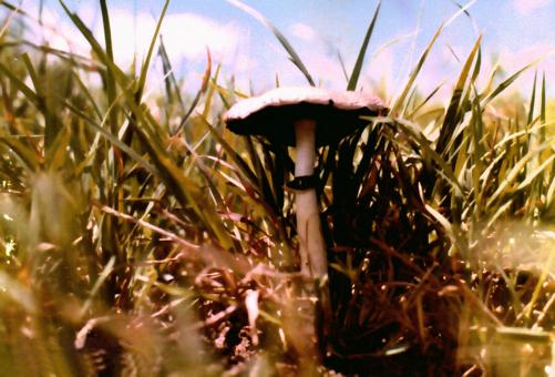 Psilocybe cubensis - Free Stock Photo