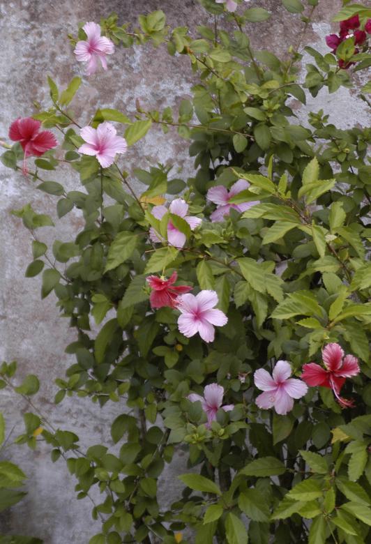 Free stock image of Hibiscus created by Paulo Pedro P R Costa