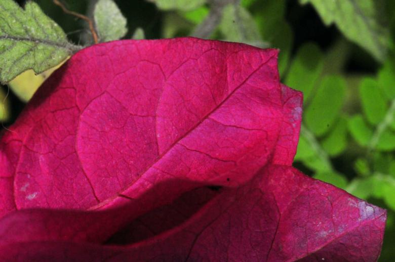 Free stock image of Falsa flor created by Paulo Pedro P R Costa