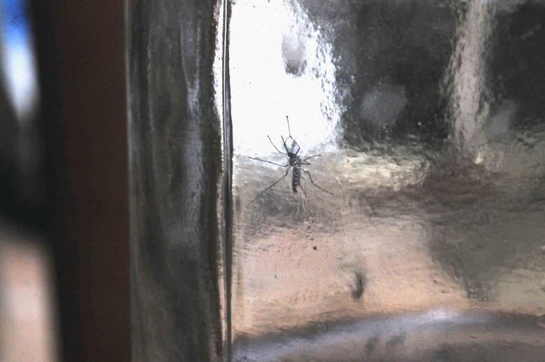 Free stock image of Aedes aegypti created by Paulo Pedro P R Costa