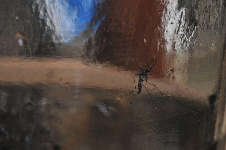 Free stock image of Aedes aegypti created by Paulo Pedro P R Costa