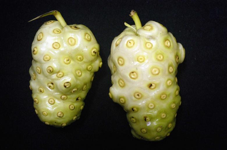 Free stock image of Noni, fruto created by Paulo Pedro P R Costa