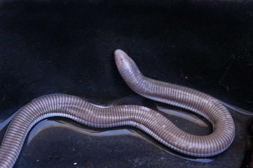 Cobra de duas cabeças