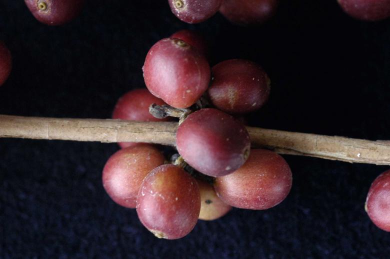 Free stock image of Café (fruto) created by Paulo Pedro P R Costa