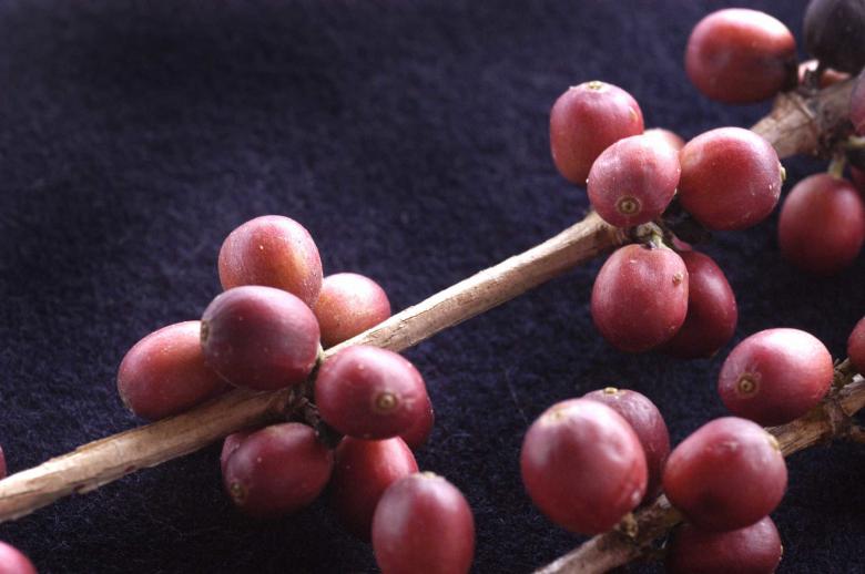 Free stock image of Café (fruto) created by Paulo Pedro P R Costa