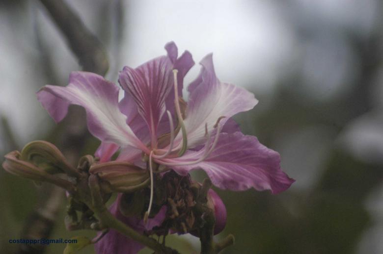 Free stock image of Pata de vaca (flor)  created by Paulo Pedro P R Costa