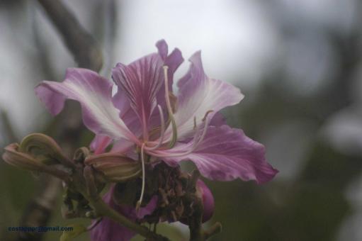 Pata de vaca (flor) 
