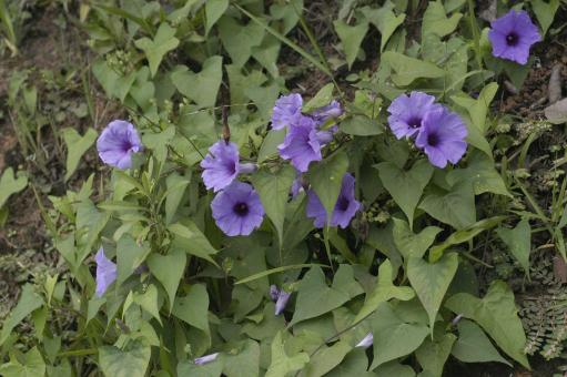 Ipomoea (Convolvulaceae)