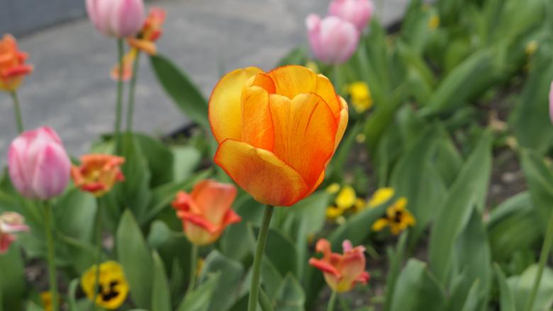 Free stock image of Wild flowers created by Margarita