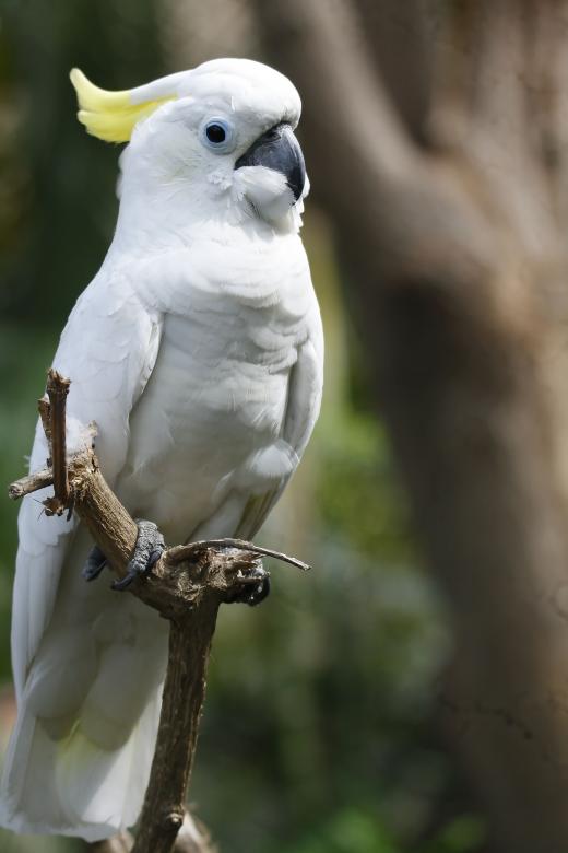 Free stock image of Triton cockatoo created by sylvester alphonso