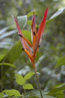 Bananeira-de-jardim