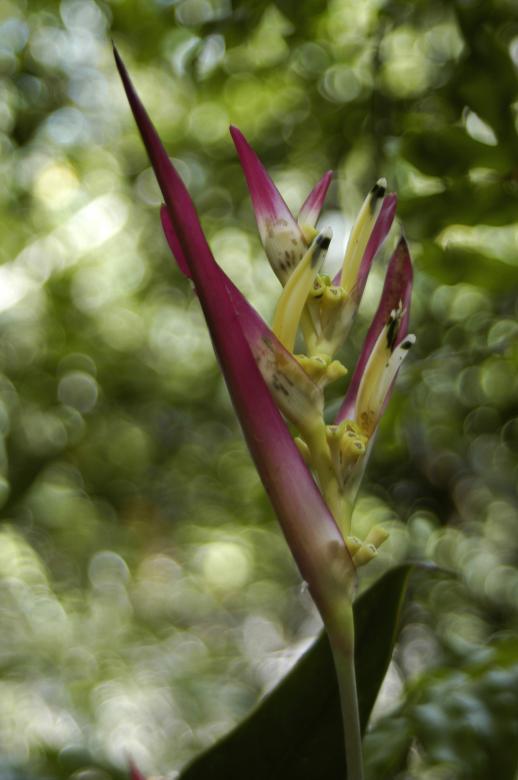 Free stock image of Bananeira-de-jardim created by Paulo Pedro P R Costa