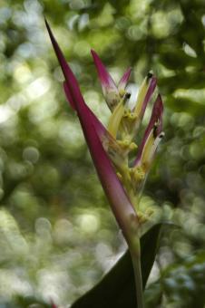 Bananeira-de-jardim